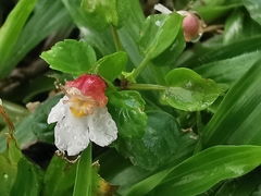 Torenia polygonoides