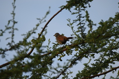 Cichladusa arquata