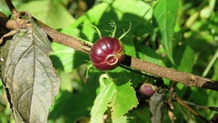 Cyclocodon lancifolius