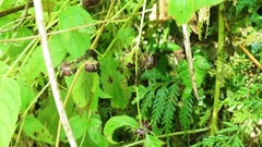 Cyclocodon lancifolius