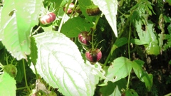 Cyclocodon lancifolius