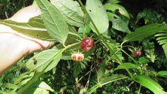 Cyclocodon lancifolius