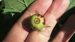 Cyclocodon lancifolius