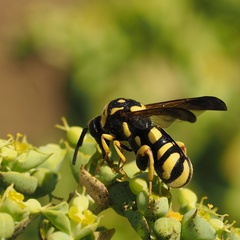 Leucospis gigas