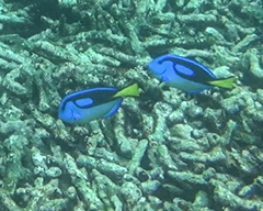 Paracanthurus hepatus