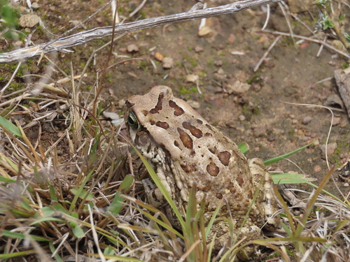 Raucous Toad