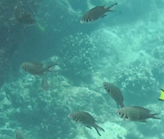 Chromis weberi