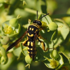 Leucospis gigas