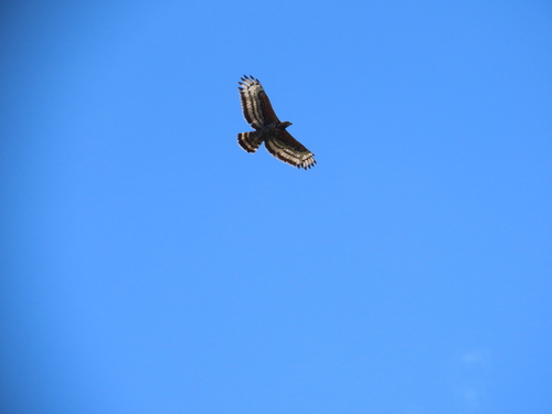 Crowned Eagle