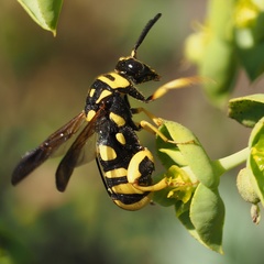 Leucospis gigas