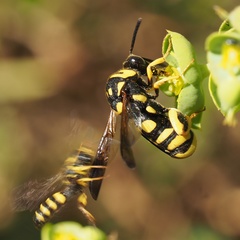 Leucospis gigas