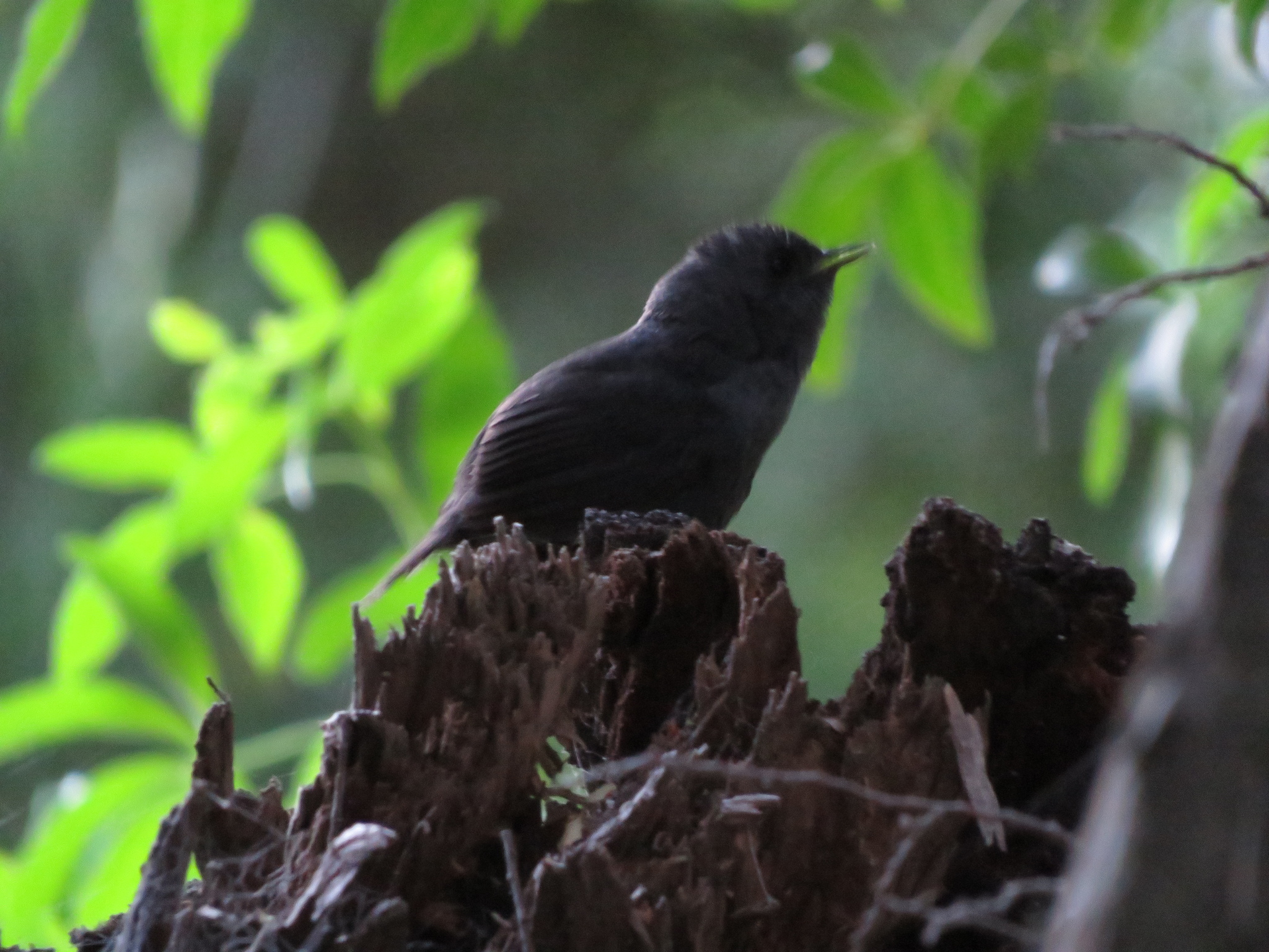Magellanic Tapaculo (Scytalopus magellanicus), photo 10