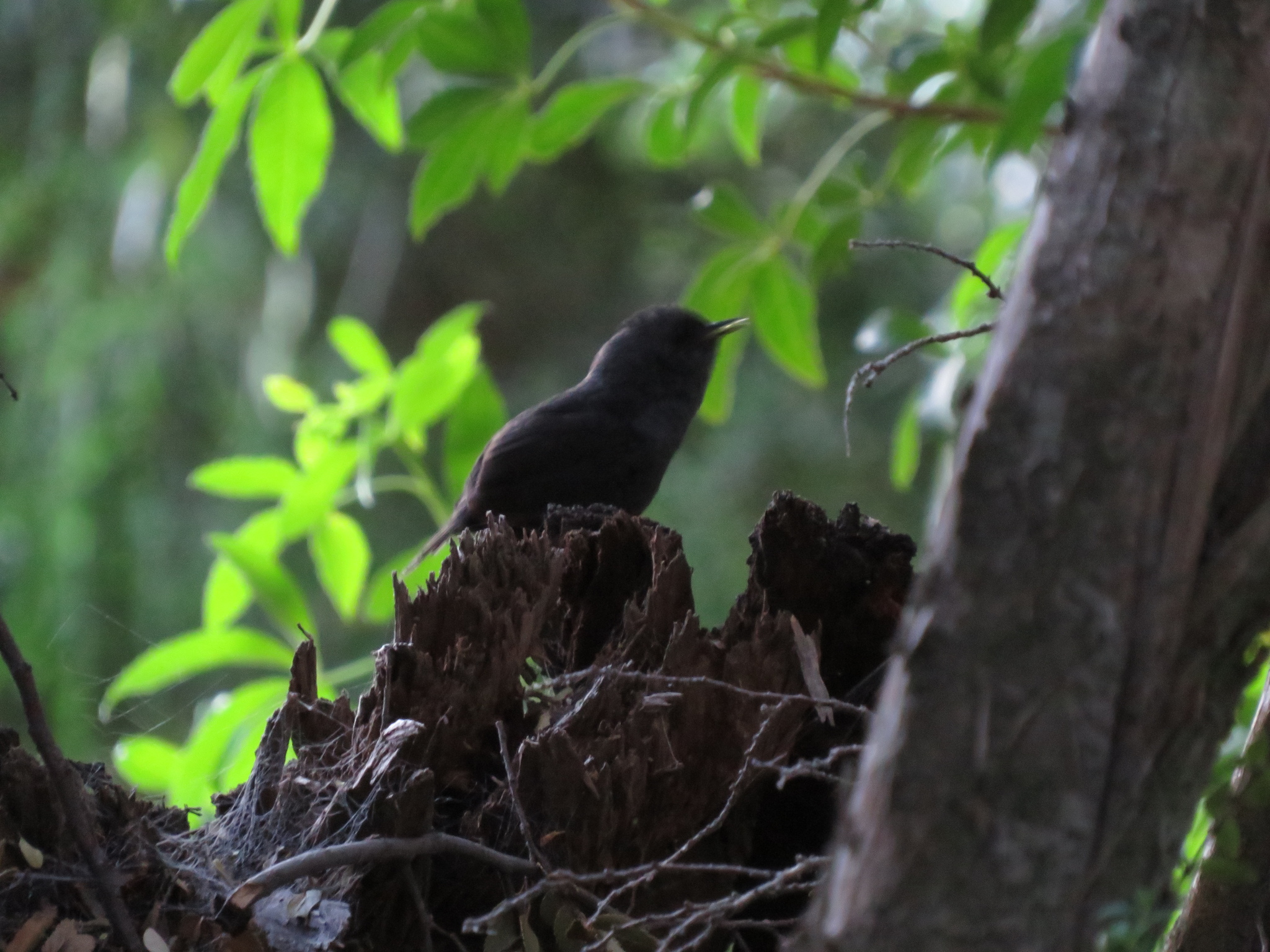 Magellanic Tapaculo (Scytalopus magellanicus), photo 9