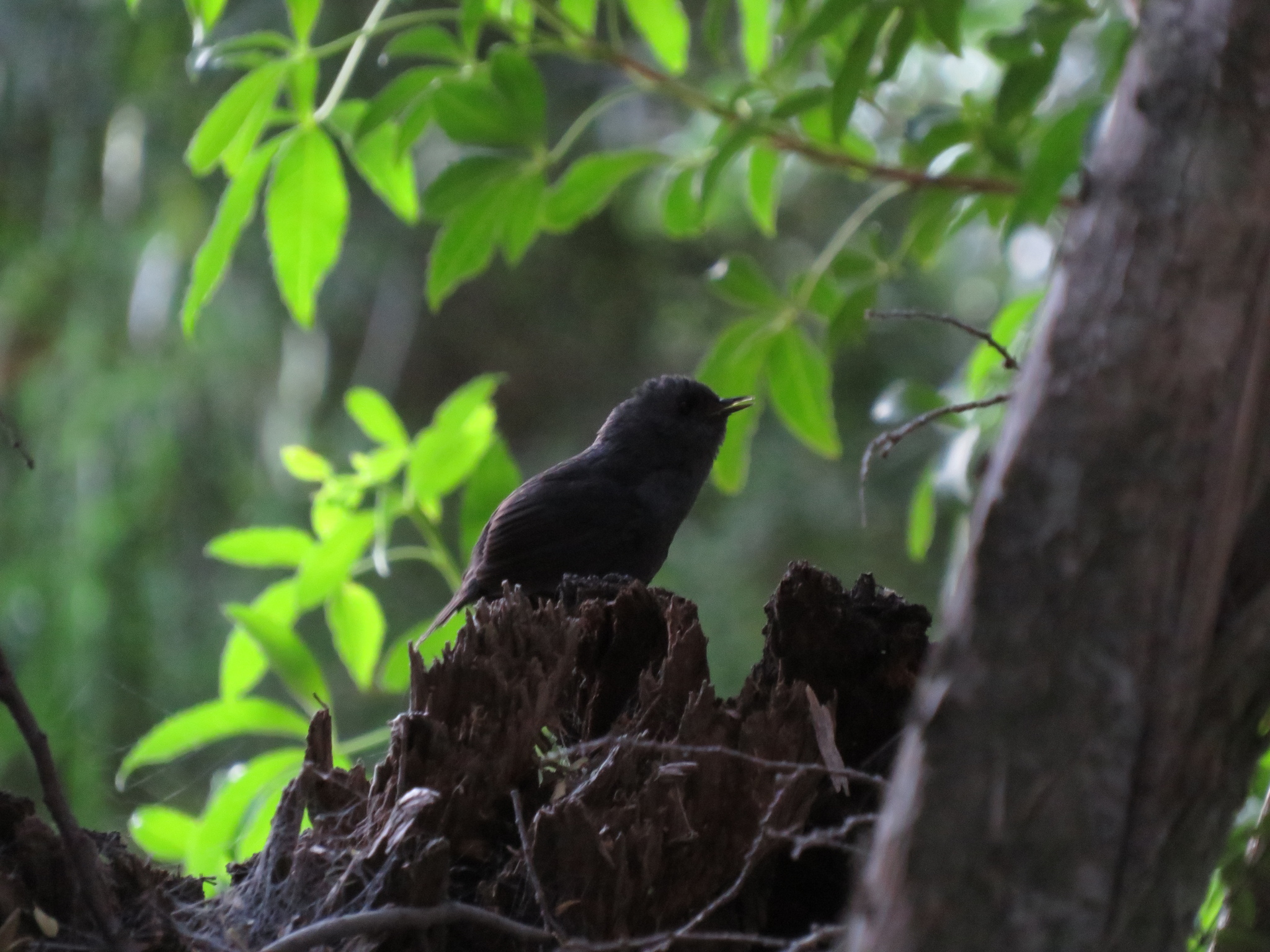 Magellanic Tapaculo (Scytalopus magellanicus), photo 8