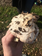 Agaricales