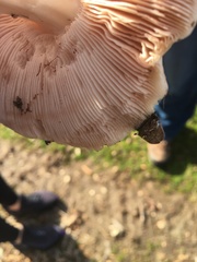 Agaricales