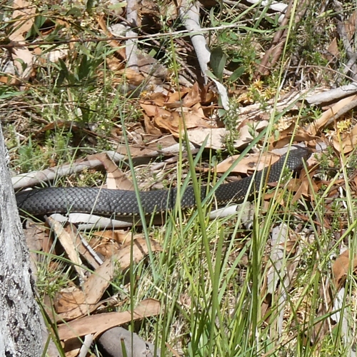 Highlands Copperhead sighting