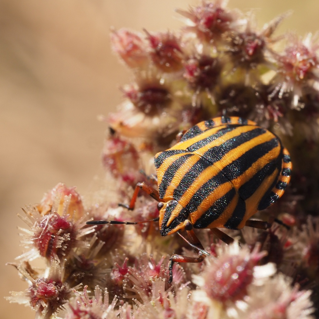 Graphosomatini