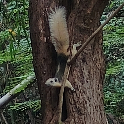 Finlayson's Squirrel