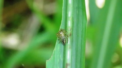 Yaginumaella lobata