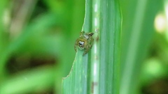 Yaginumaella lobata