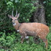 Tragelaphus - Photo (c) Ryne Rutherford, some rights reserved (CC BY-NC), uploaded by Ryne Rutherford
