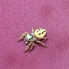 Salticidae