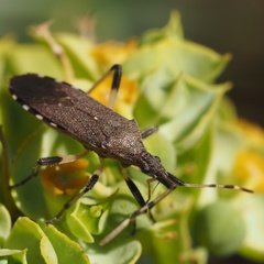 Dicranocephalus albipes