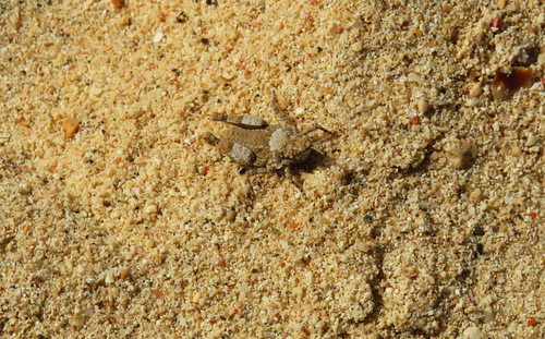 Chrotogonus homalodemus