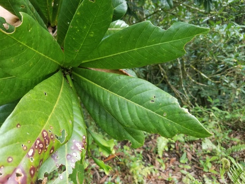 Barringtonia integrifolia observed 2025-11-28