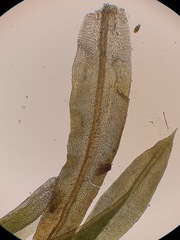 Zygodon rupestris