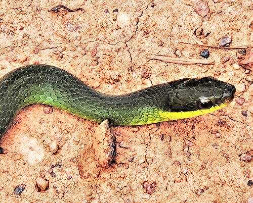 Photo of a Northern Woodland Racer (Drymoluber dichrous)