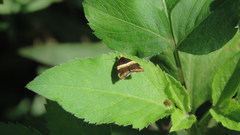 Choreutis basalis