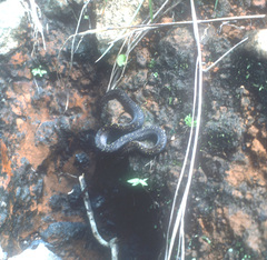 Oligodon bitorquatus