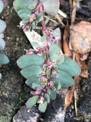 Euphorbia prostrata