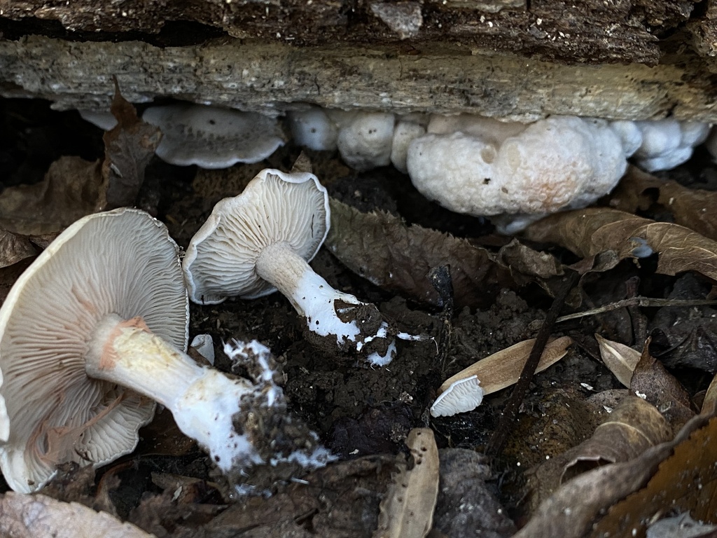 Entoloma abortivum · December 2025 · photo: © heynizar (iNaturalist, cc-by)