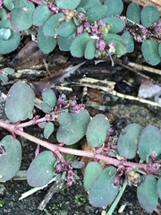 Euphorbia prostrata