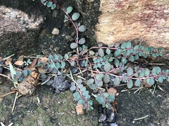 Euphorbia prostrata
