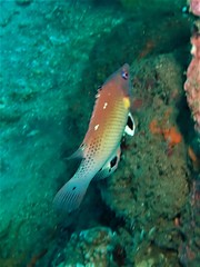 Bodianus dictynna