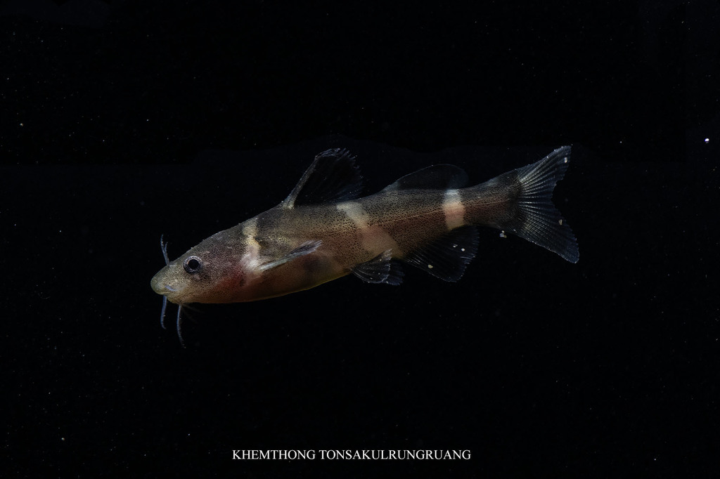 Poisson-chat bourdon siamois (Pseudomystus siamensis)