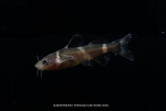 Bumble Bee Catfish photo 2
