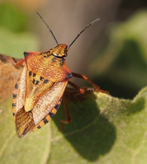Carpocoris mediterraneus