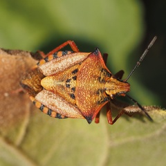 Carpocoris mediterraneus