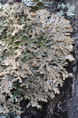 Pseudocyphellaria multifida