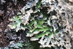 Pseudocyphellaria multifida