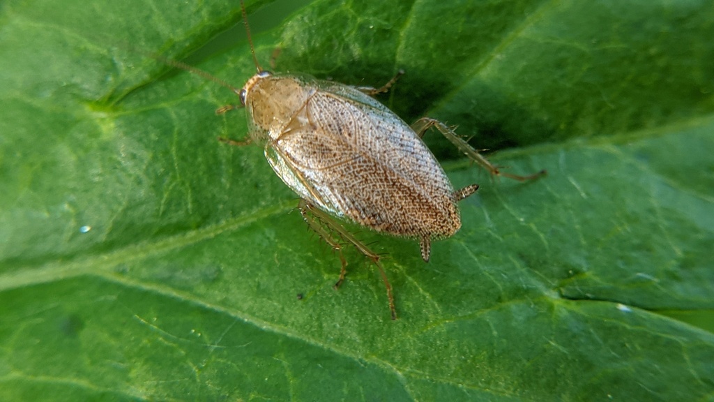 Tawny Cockroach from Cambridge Highlands, Cambridge, MA, USA on June 11 ...