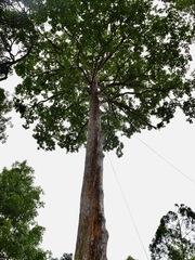 Palaquium obovatum