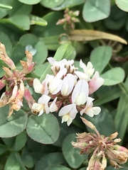 Trifolium repens