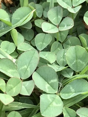 Trifolium repens