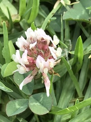 Trifolium repens